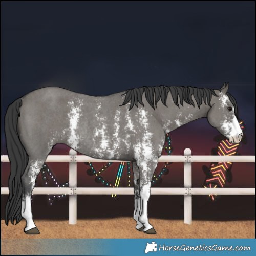 Horse Color:Grullo Sabino Rabicano 