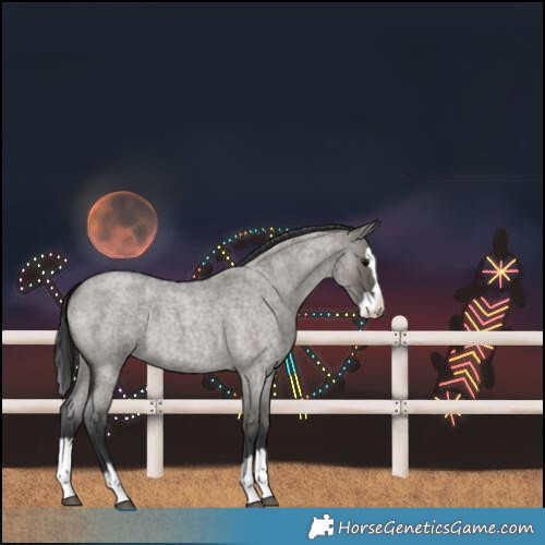 Horse Color:Grullo Roan Splash 