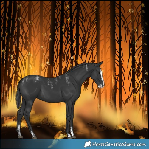 Horse Color:Powder White Black Splash 