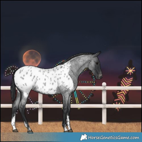 Horse Color:Powder White Blue Roan Near Leopard 