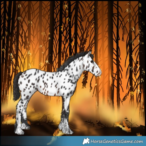 Horse Color:Powder White Brown Splash Near Leopard 