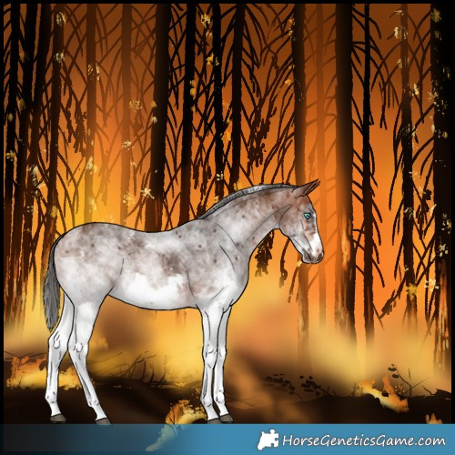 Horse Color:White Spotted Bay Frame