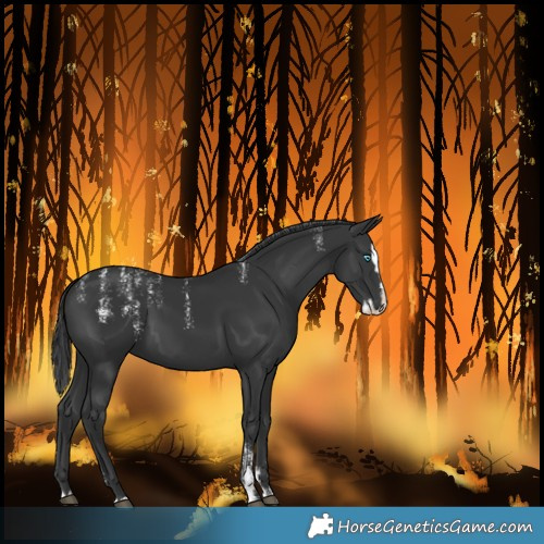 Horse Color:Powder White Black Splash 