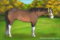 Horse Color:Unknown 