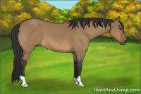 Horse Color:Bay Dun
