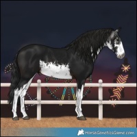 Horse Color:Gray White Spotted Brown