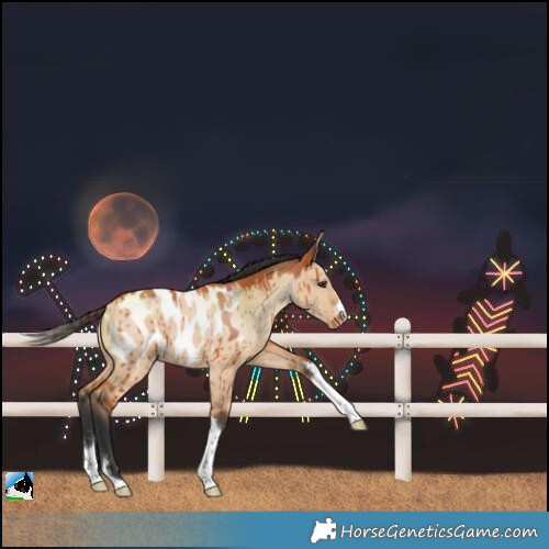 Horse Color:Bay Dun Near Leopard Rabicano Brindle 