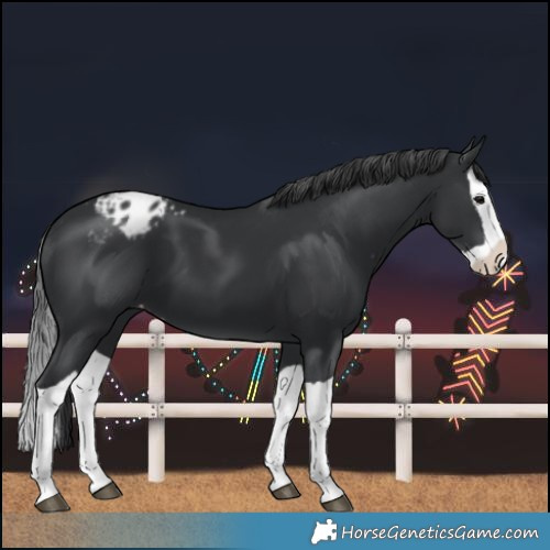 Horse Color:Unknown 