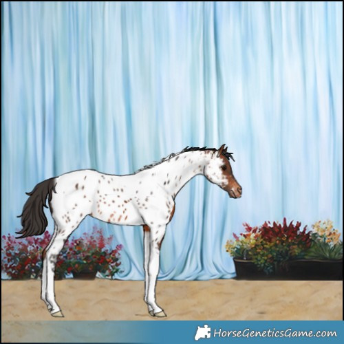 Horse Color:Bay Tobiano Near Leopard 