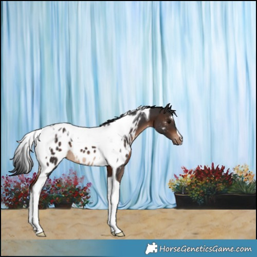 Horse Color:Brown Tobiano Blanket 