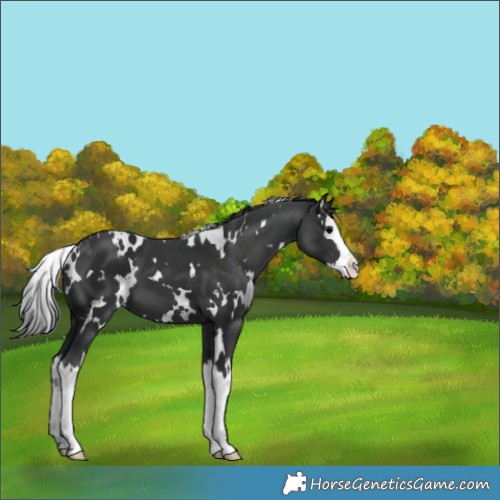 Horse Color:White Spotted Black Splash