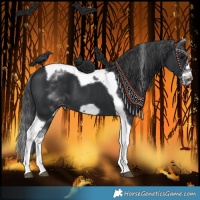 Horse Color:White Spotted Black Splash Tobiano Frame Varnish 