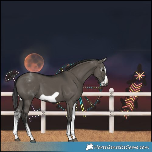 Horse Color:Gray White Spotted Grullo Splash Frame