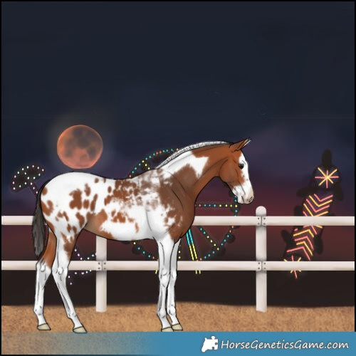 Horse Color:Bay Splash Tobiano Frame Near Leopard 
