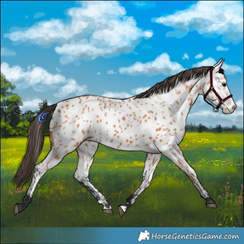 Horse Color:Bay Near Leopard 