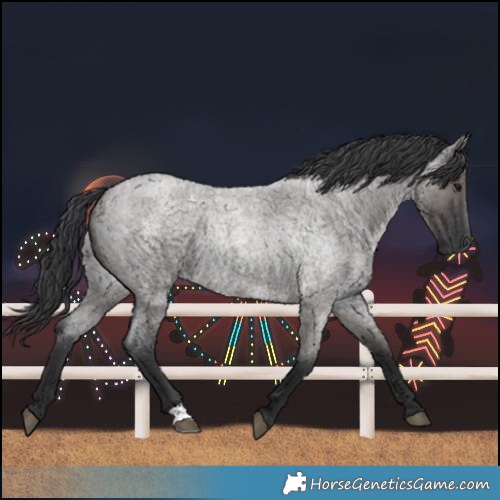 Horse Color:Grullo Roan 
