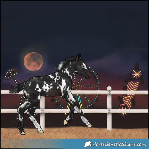 Horse Color:Gray White Spotted Brown 