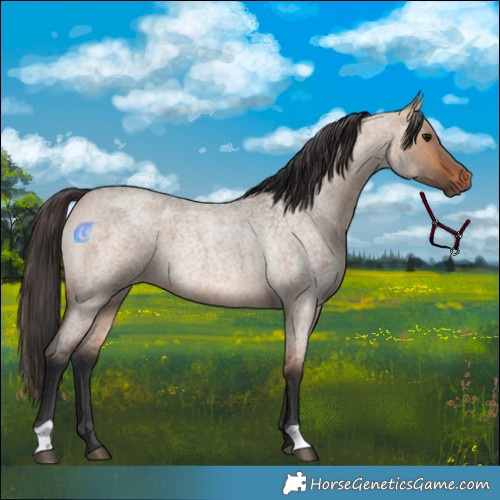 Horse Color:Bay Roan Dun 