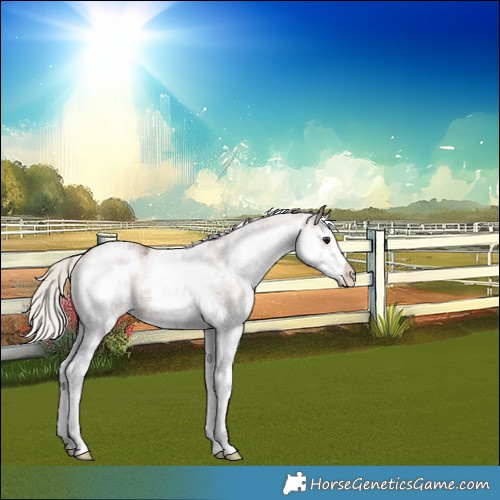 Horse Color:White Spotted Silver Brown Splash