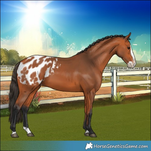 Horse Color:Bay Splash Blanket