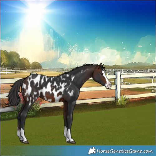 Horse Color:Brown Splash Near Leopard 