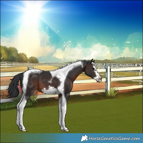 Horse Color:Brown Splash Tobiano Frame