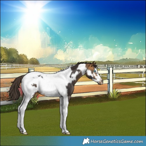 Horse Color:Buckskin Tobiano Frame Rabicano 