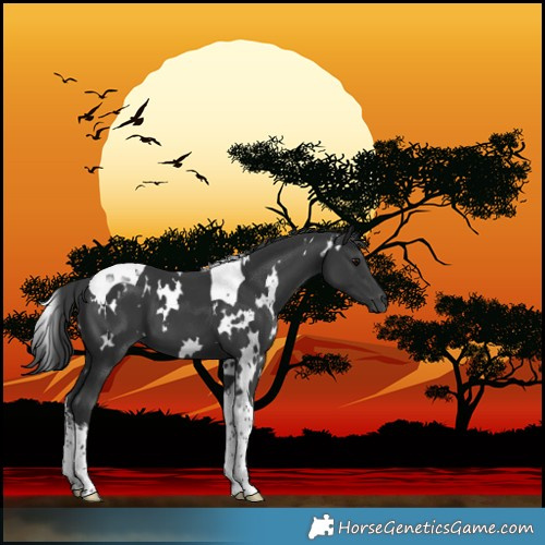 Horse Color:White Spotted Black Tobiano 
