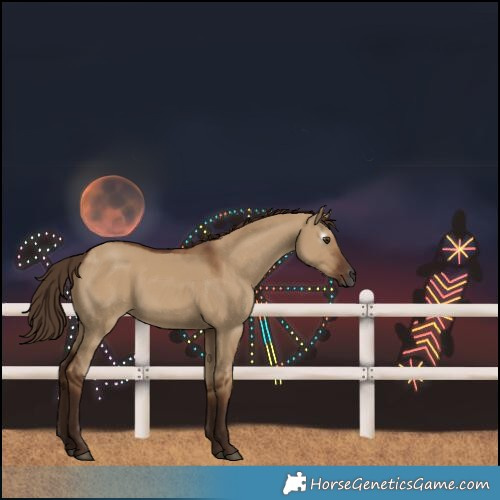 Horse Color:Gray Red Dun Rabicano