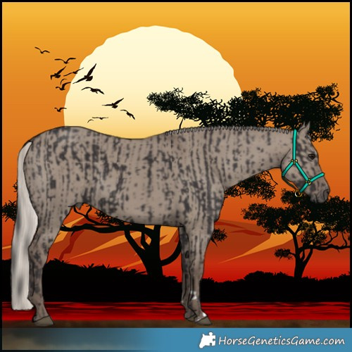 Horse Color:Smoky Black  and Silver Grullo 