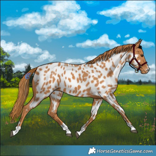 Horse Color:Chestnut Near Leopard