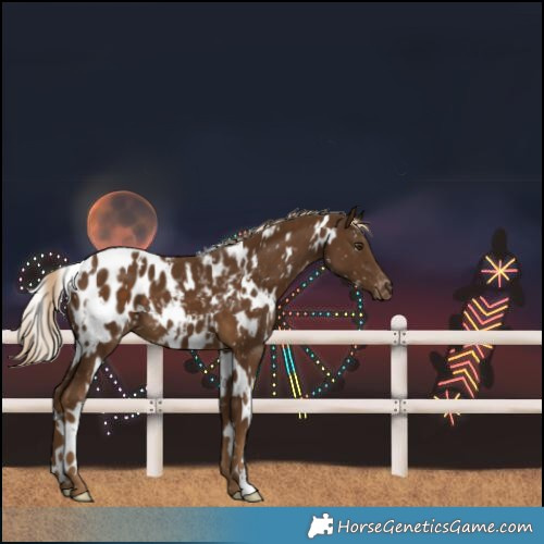 Horse Color:White Spotted Chocolate Palomino Blanket