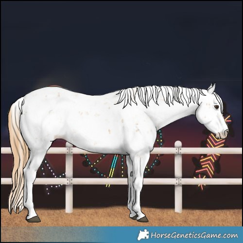 Horse Color:Chestnut Sabino 