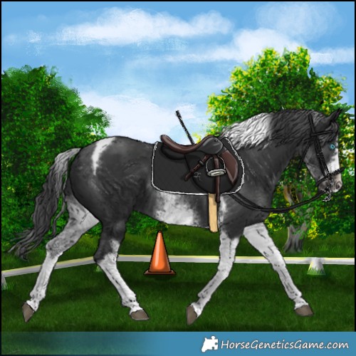Horse Color:Unknown 