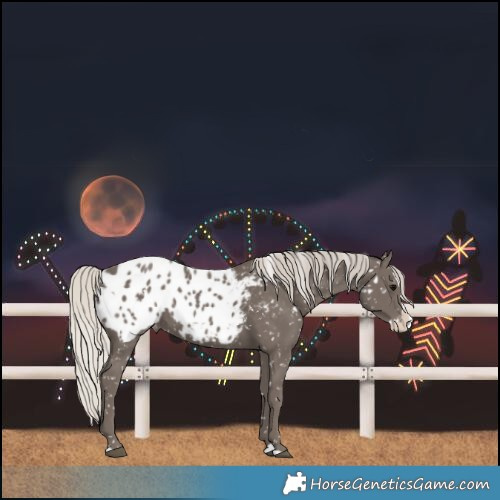 Horse Color:White Spotted Silver Black Splash Blanket 