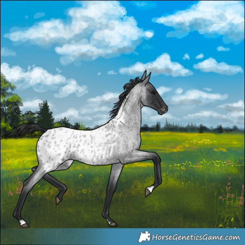 Horse Color:Blue Roan Blanket 