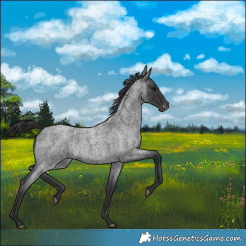 Horse Color:Blue Roan Varnish 