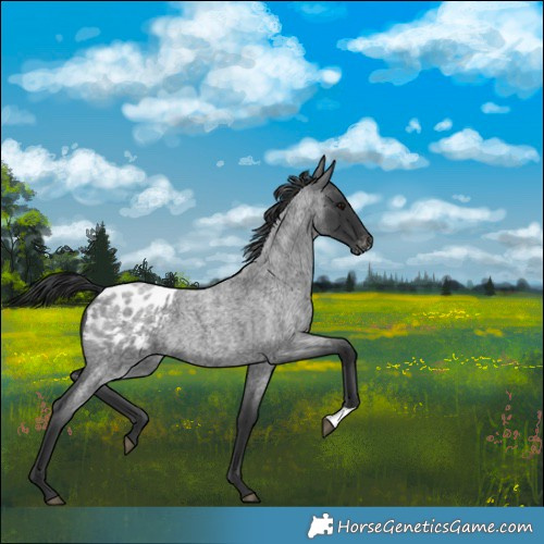 Horse Color:Blue Roan Blanket 
