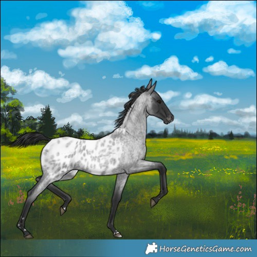 Horse Color:Blue Roan Near Leopard 