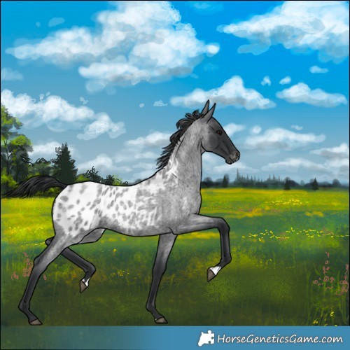 Horse Color:Blue Roan Blanket 
