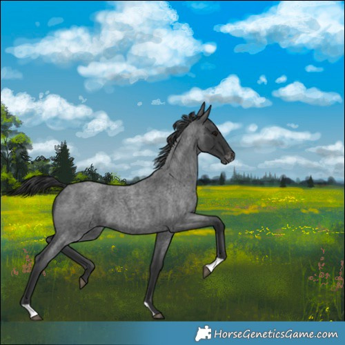 Horse Color:Blue Roan Varnish