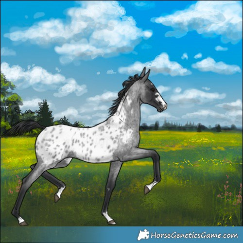Horse Color:Blue Roan Blanket