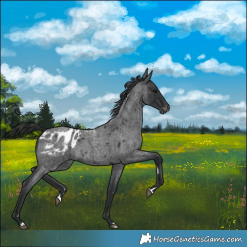 Horse Color:Blue Roan Blanket 