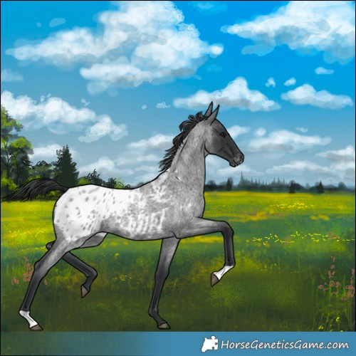 Horse Color:Blue Roan Blanket