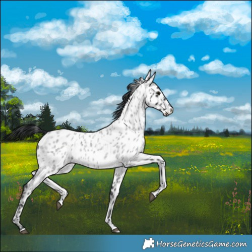 Horse Color:Blue Roan Near Leopard 