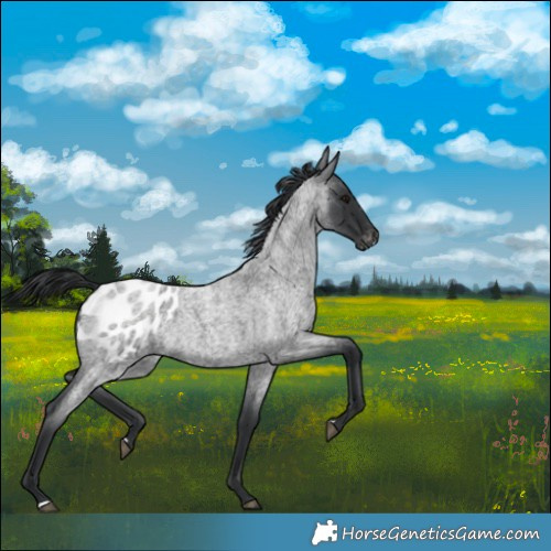 Horse Color:Blue Roan Blanket 