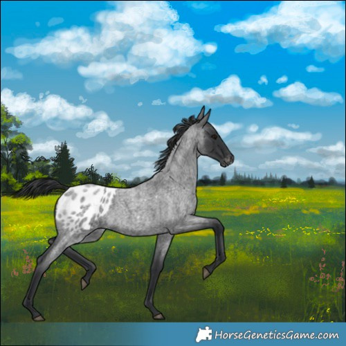Horse Color:Blue Roan Blanket