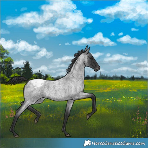 Horse Color:Blue Roan Blanket 