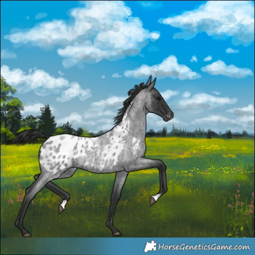 Horse Color:Blue Roan Near Leopard