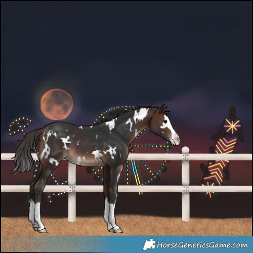 Horse Color:White Spotted Brown Splash 